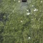 Ming Green Marble